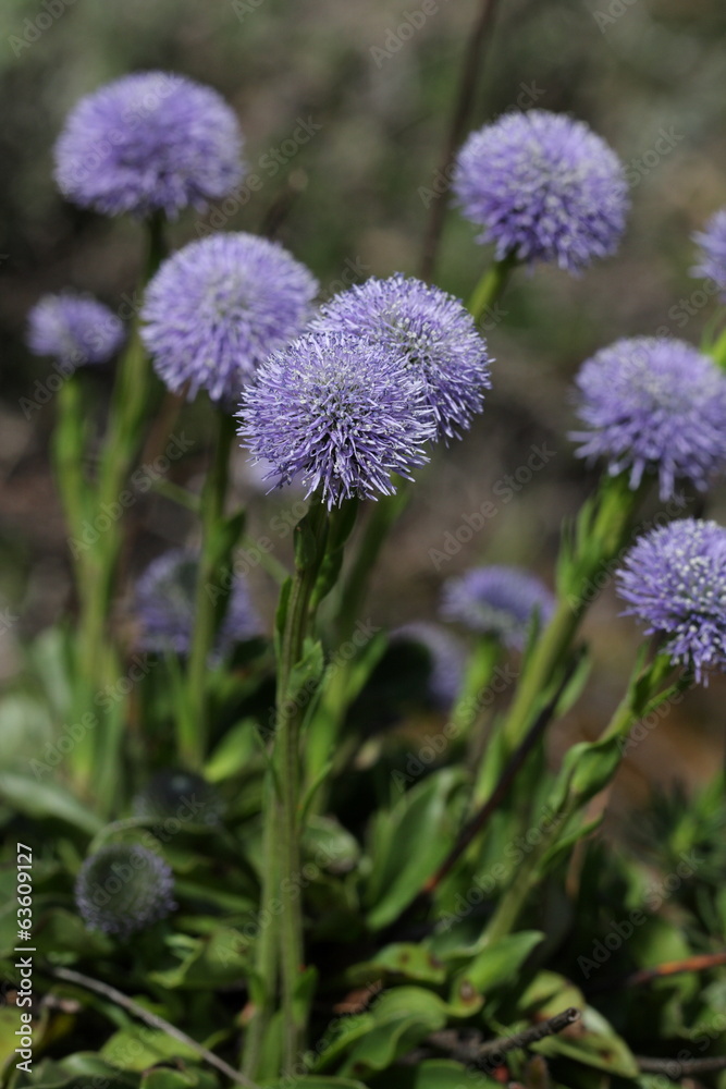 Obraz premium Globulaire ponctuée (globularia punctata)