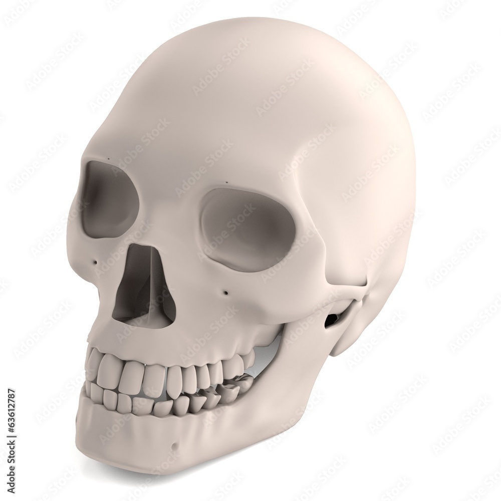 realistic 3d render of male skull realistic 3d render of male skull