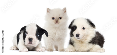 black and white Puppies and kitten