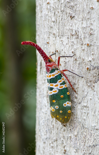 anternfly insects on tree f...