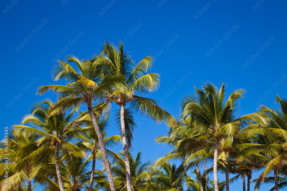 nice palm trees in the blue sunny sky nice palm trees in the blue sunny sky