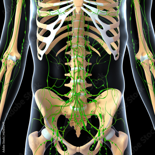 3d Anatomy of  lymphatic system photo