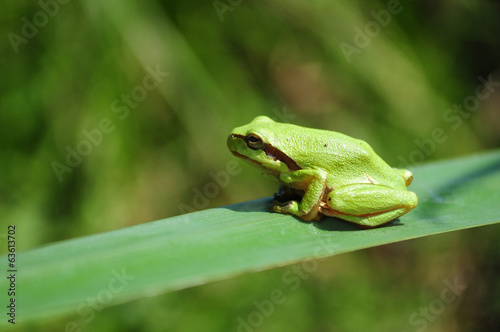 Hyla arborea, tree frog