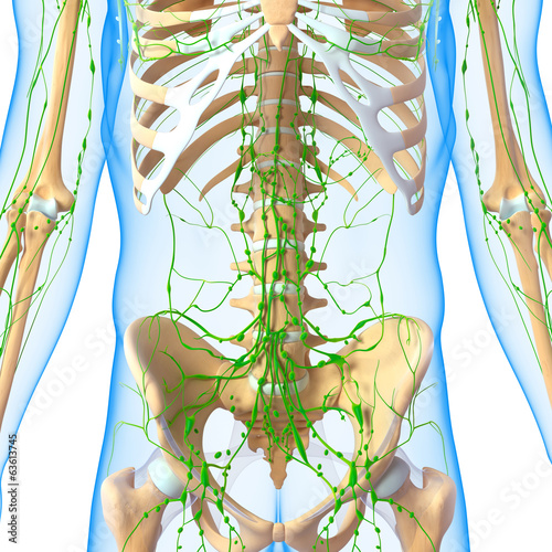 3d Anatomy of  lymphatic system photo