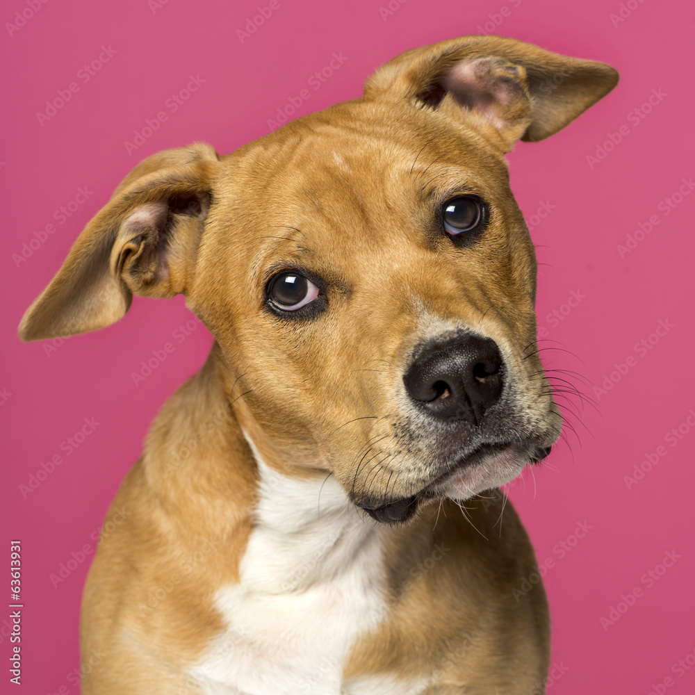 close-up of a American Staffordshire Terrier (5 months old)