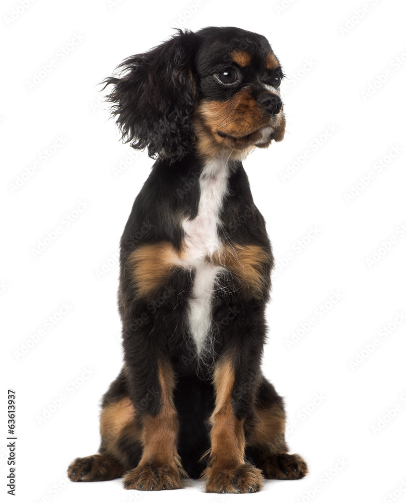 Cavalier King Charles Spaniel puppy looking away (4 months old)