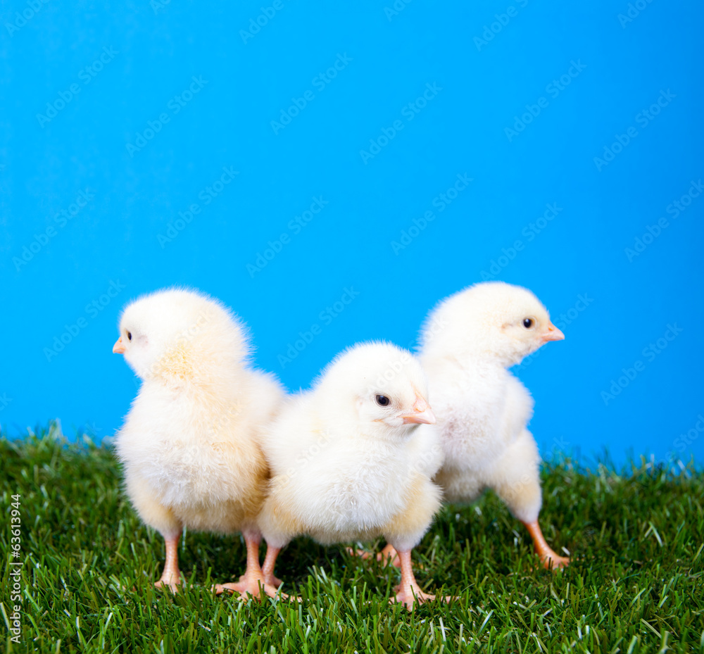 Fototapeta premium Ostern