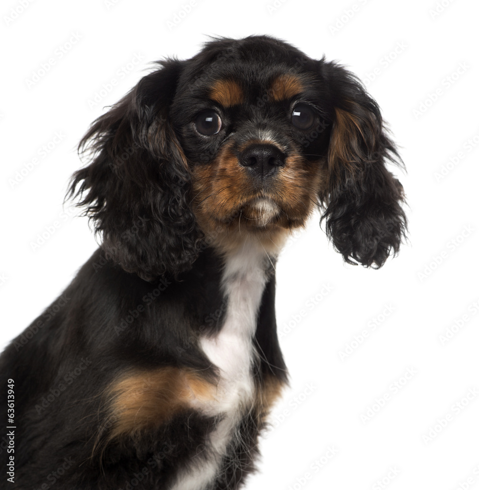close-up of a Cavalier King Charles Spaniel puppy close-up of a Cavalier King Charles Spaniel puppy