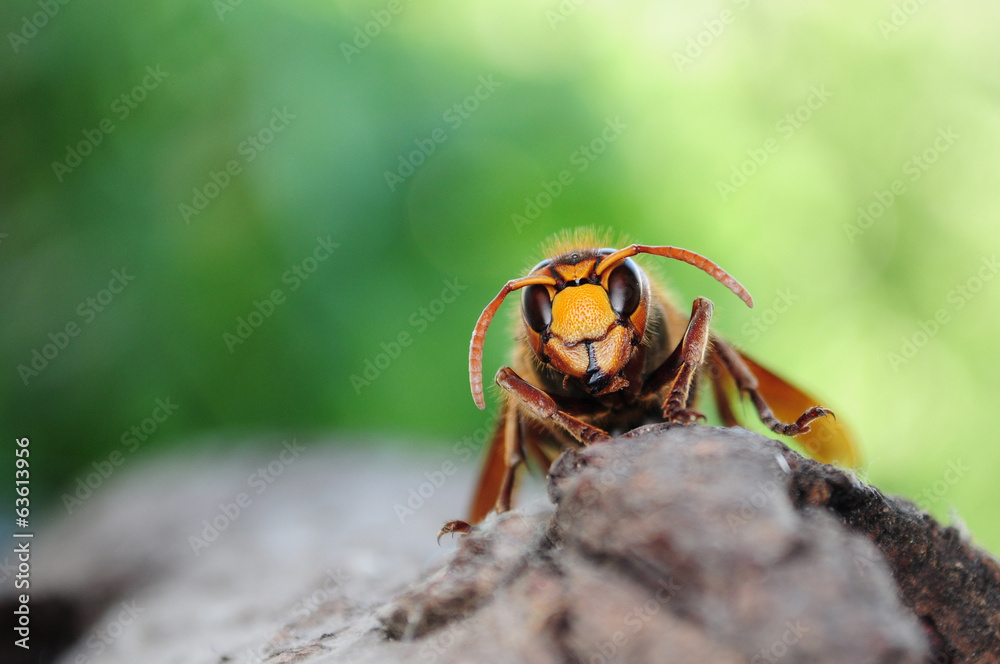 Vespa crabro, European giant hornet head Vespa crabro, European giant hornet head
