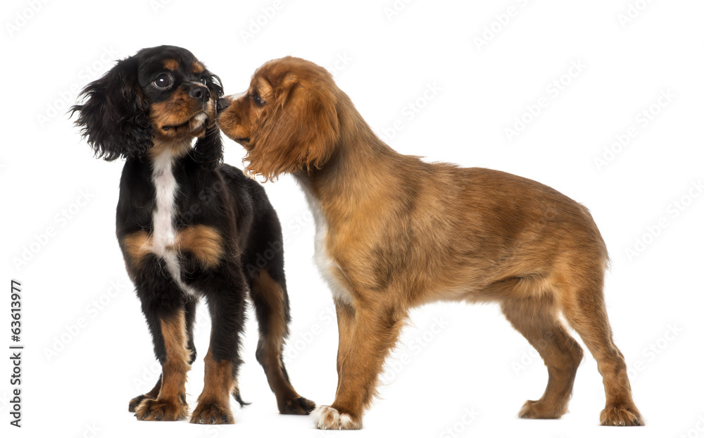 Two Cavalier King Charles Spaniel meeting, isolated on white