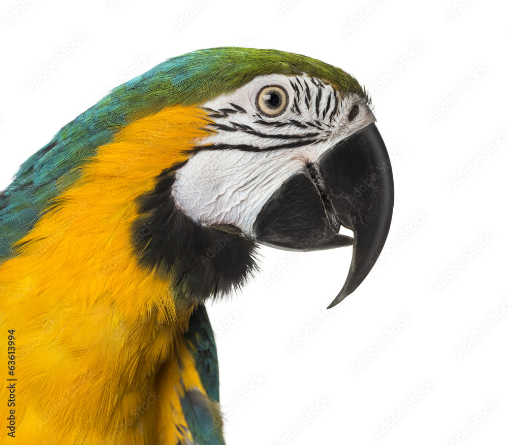 Close-up of a Blue-and-yellow Macaw, isolated on white