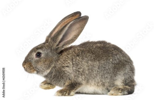 Rabbit, isolated on white