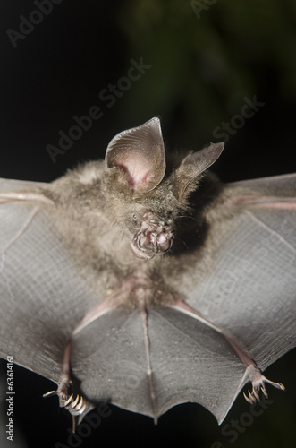 Bat in hand of researcher, Of research studies in the field. photo