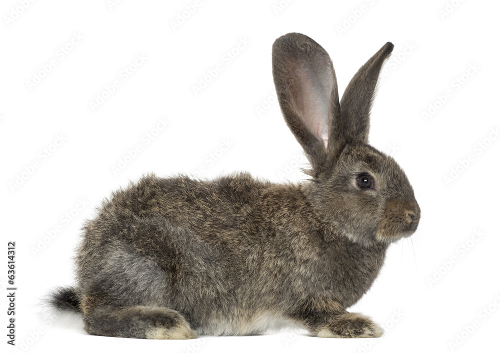 Rabbit, isolated on white