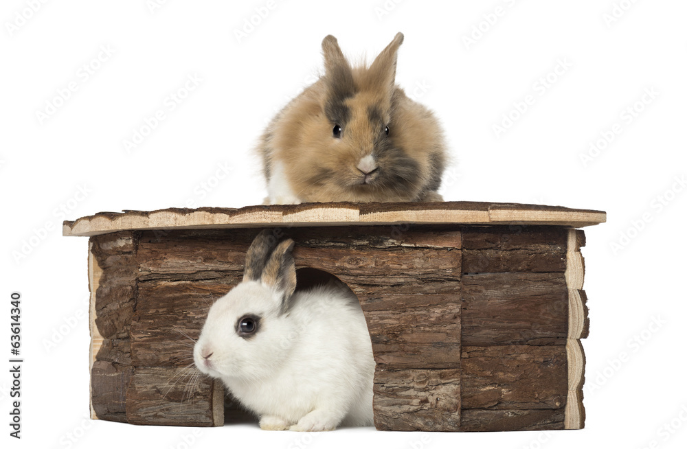 Obraz premium Rabbit around a shelter