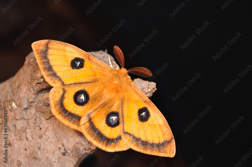 Fototapeta premium Emperor moth, Aglia tau