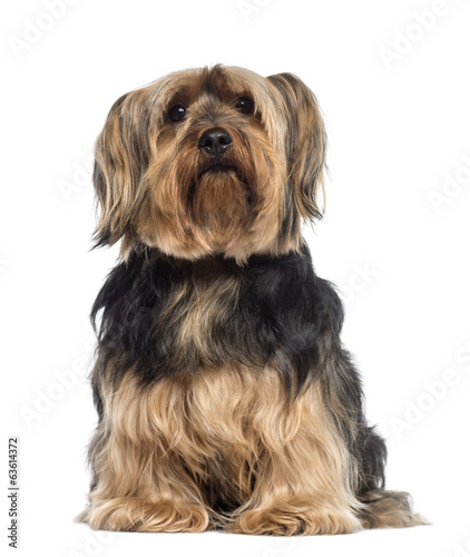 Yorkshire Terrier (6 years old) © Eric Isselée