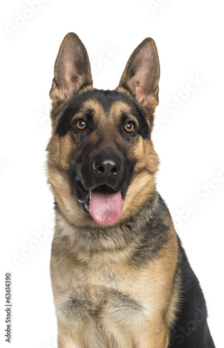 German Shepherd Dog  1 year old 