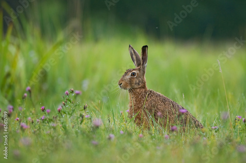 Hare © Soru Epotok