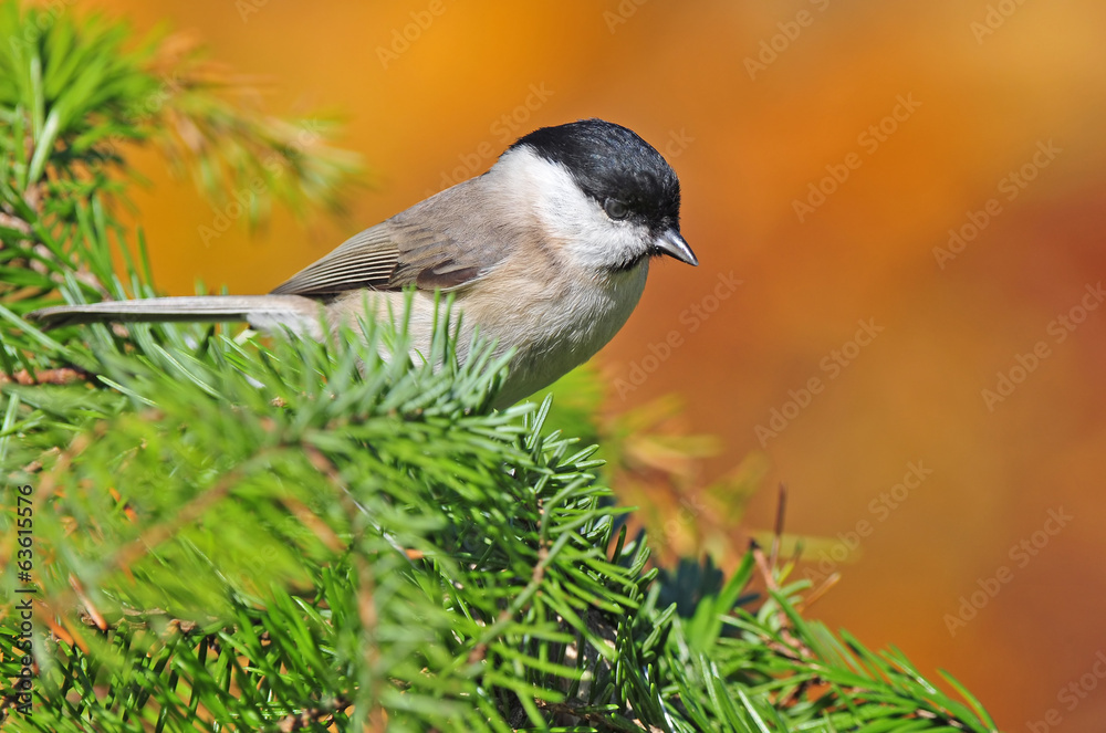 Fototapeta premium Marsh tit