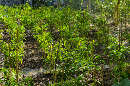 Green vagetables in a farm.