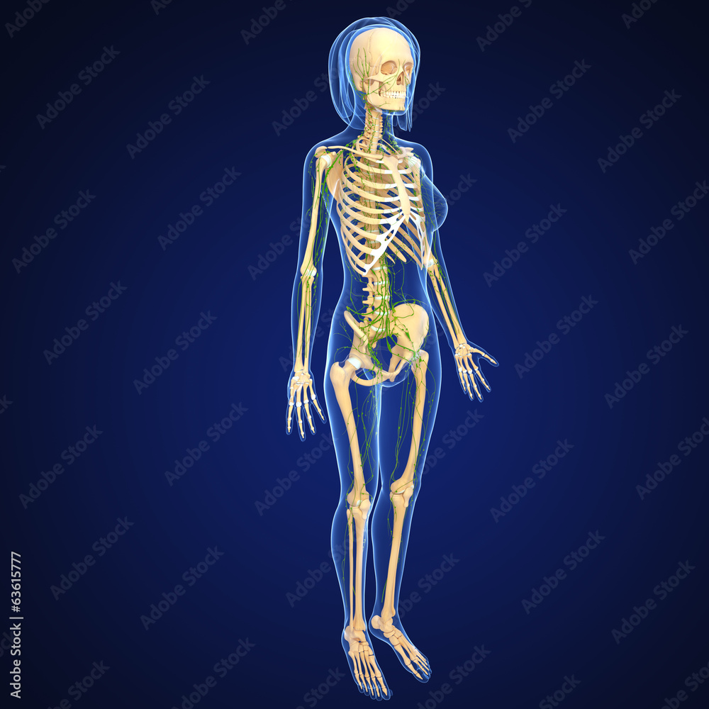 Anatomy of female lymphatic system in blue Anatomy of female lymphatic system in blue