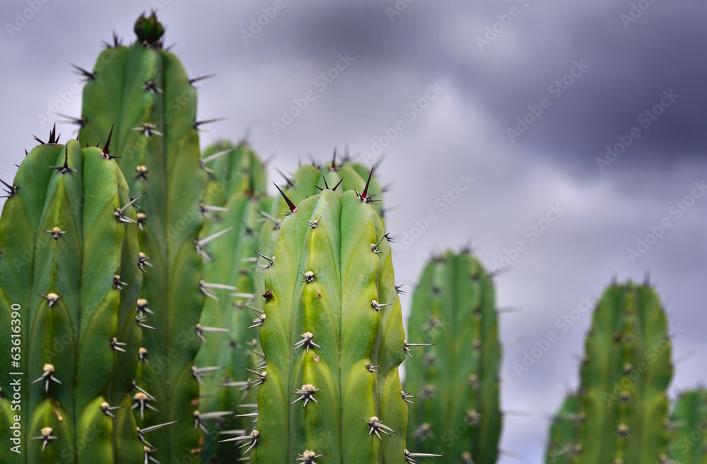 Big cactus against dark stormy sky