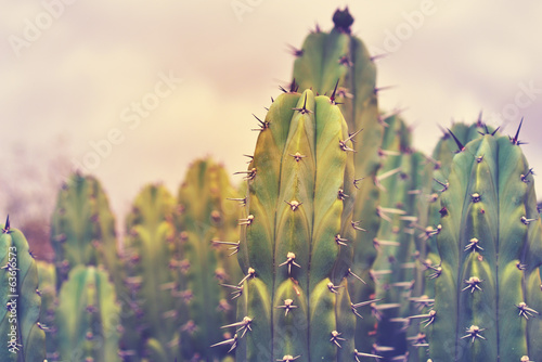 Fotografie Big cactus against stormy sky at sunset