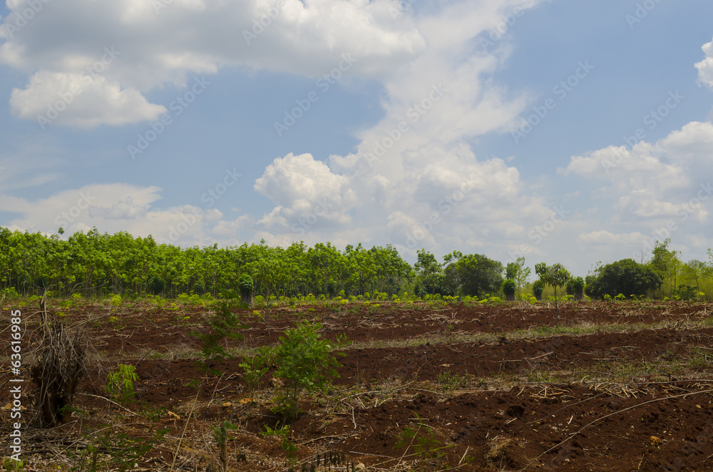 Obraz premium Rows on the field. Agricultural composition