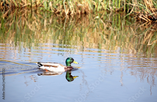 Wild duck at Kinderdijk, Netherlands © Jaroslav Moravcik