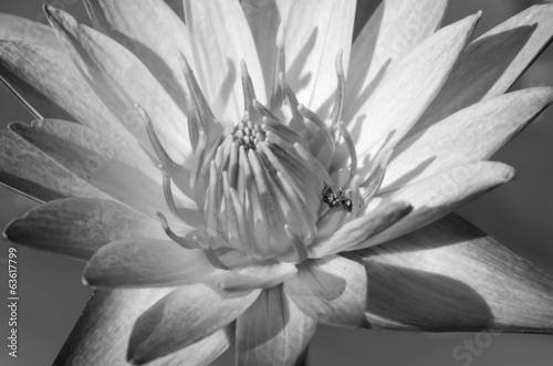 Close up of pink water lily  Macro shot