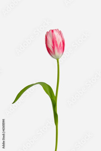 tulip