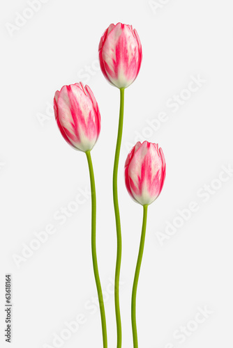 Three tulips