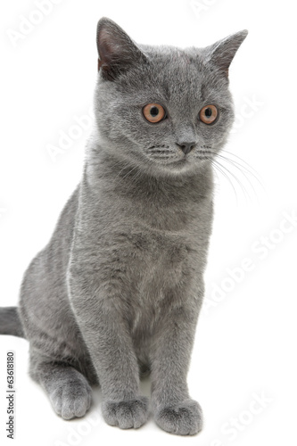 kitten closeup isolated on a white background. vertical photo.