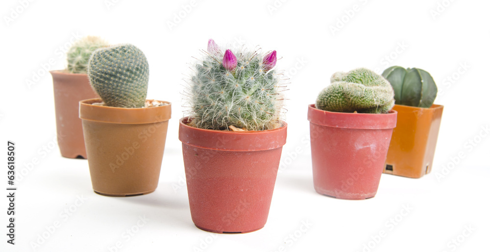 Fototapeta premium Beautiful cactus isolated on white background
