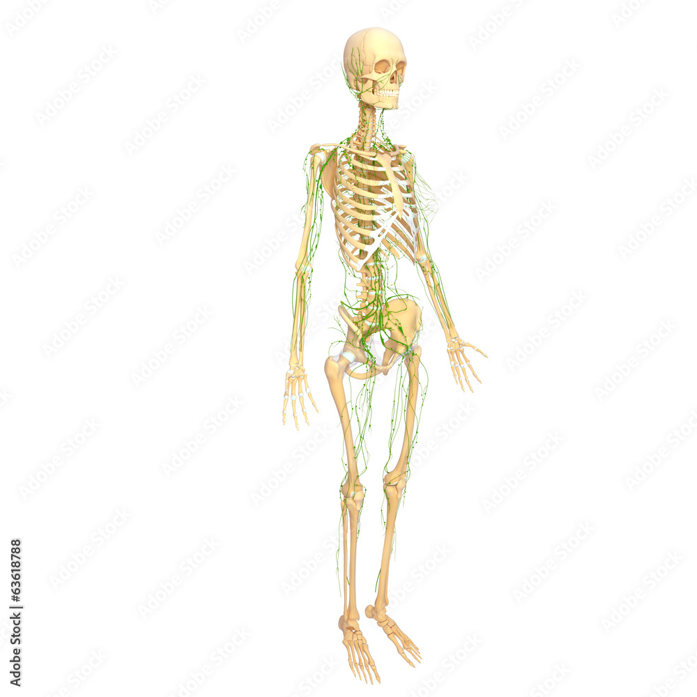 3d Anatomy of  skeleton with lymphatic system