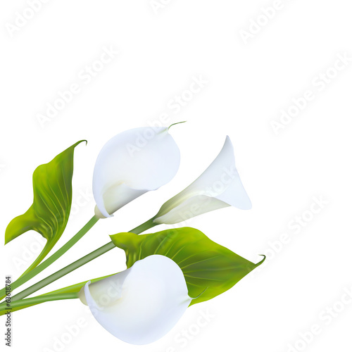 Calla lily