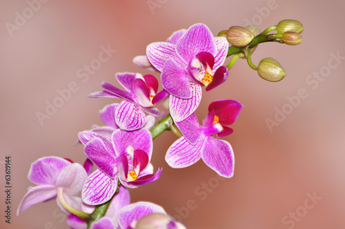 Fototapeta Naklejka Na Ścianę i Meble -  Phalaenopsis, Orchid isolated on soft background, pink orchid