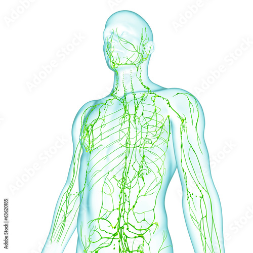 Anatomy of male lymphatic system