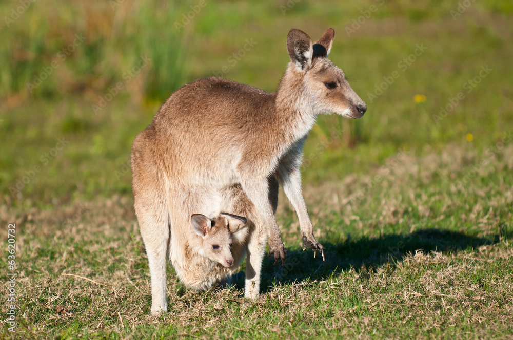 Kangaroos in the wild Kangaroos in the wild