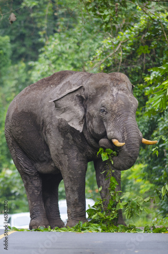 Asian elephants thailand.