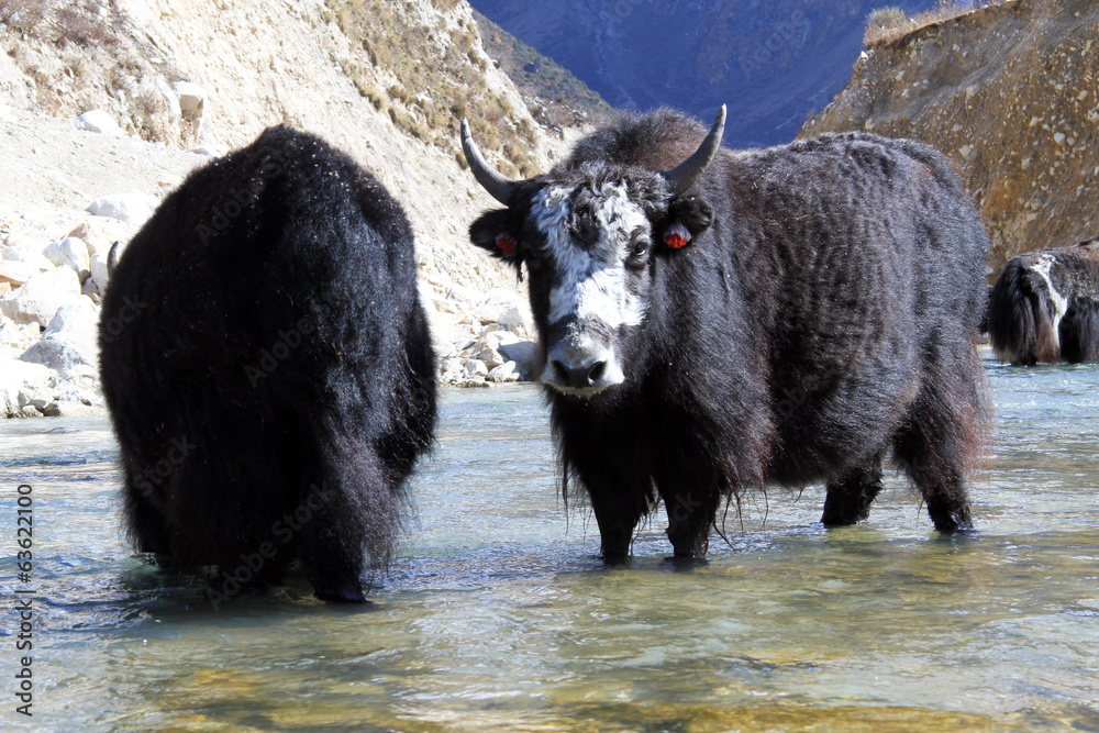 Black yak Stock Photo | Adobe Stock