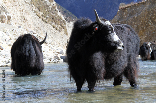 Black yak photo