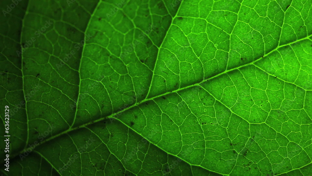 Green leaf macro. Green leaf macro.