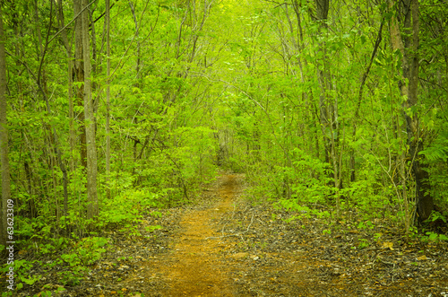 Country road running through the spring deciduous forest at dawn. © chokniti