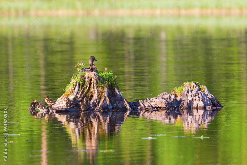 Mallard duck with ducklings Mallard duck with ducklings