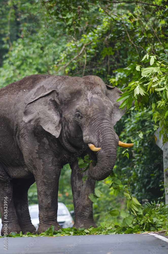 Fototapeta premium Asian elephants,thailand.