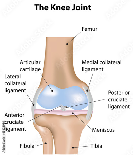 The Knee Joint Labeled Diagram