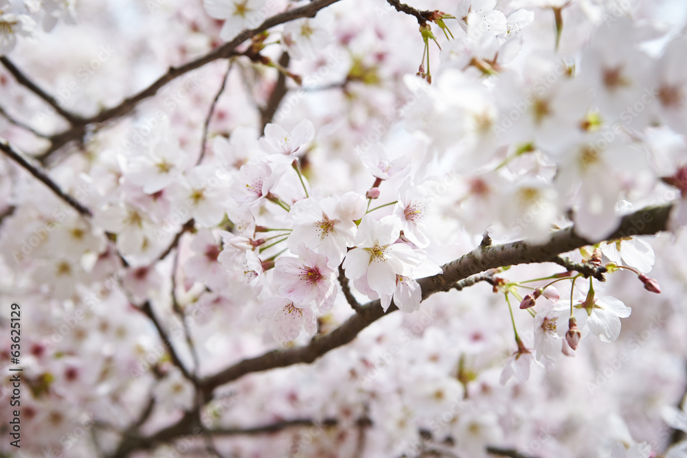 Obraz premium Cherry blossoms