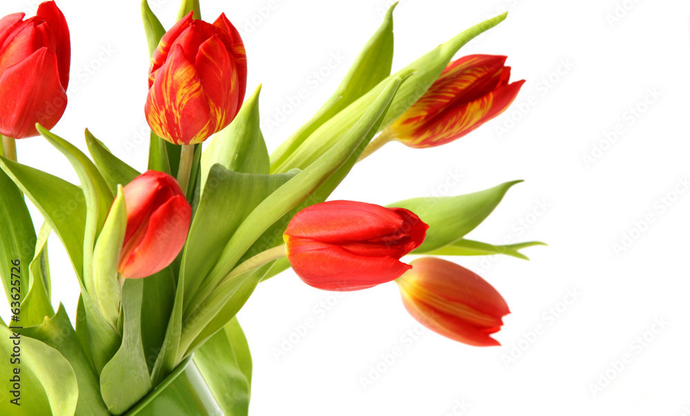 Rote Tulpen